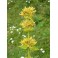 Gelber Enzian (Gentiana lutea - Genciana) 1 liter