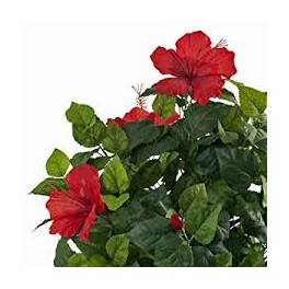 Red Sorrell (Hibiscus - Hibiscus L) 1 liter