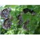 Aristolochia clematitis mother tincture 125ml