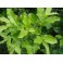 Espinheira Santa (Maytenus ilicifolia) Powder 1kg