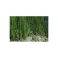 Horsetail - Cavalinha - (Equisetum arvense)  30g