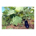Eggplant - Berinjela - (Solanum melongela)  30g