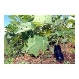 Eggplant - Berinjela - (Solanum melongela)  30g