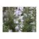 ROSEMARY - Alecrim - (Rosmarinum officinalis) 30g