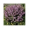 Sage - Salvia - (Salvia officinalis) 30g