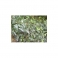 Sarsaparilla - Salsaparille - (Smilax regelii)  30g