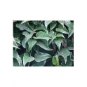 Sommer-Efeu - Guaco- (Mikania cordifolia) 30g
