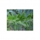 Maytenus ilicifolia (Espinheira Santa) 100g