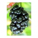 Mulberry Morus niger