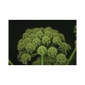 Angelica officinalis