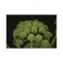 Angelica officinalis  500g