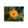 Marigold - Calendula officinalis 500g