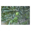 Olive leafs (olea europaea) 500g