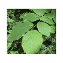 Witch hazel (Hamamelis virginiana) 500g leafs